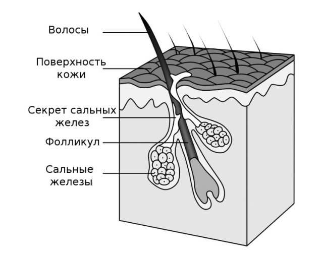 Как часто нужно мыть волосы на самом деле