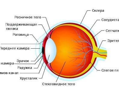 Что такое внутриглазное давление и каким оно должно быть