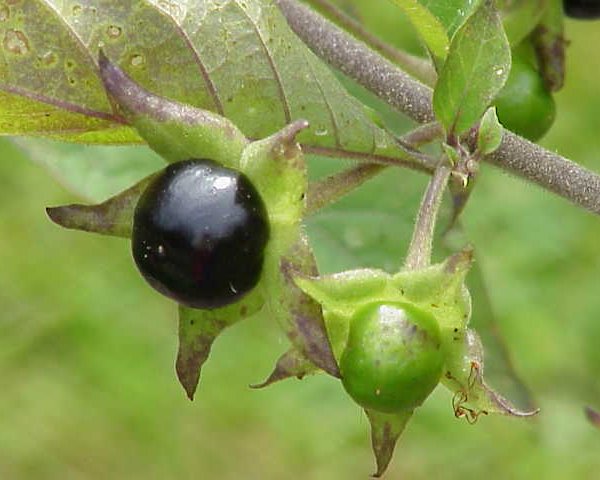 Что будет, если съесть волчью ягоду