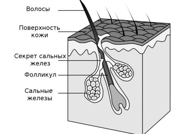 Как часто нужно мыть волосы на самом деле