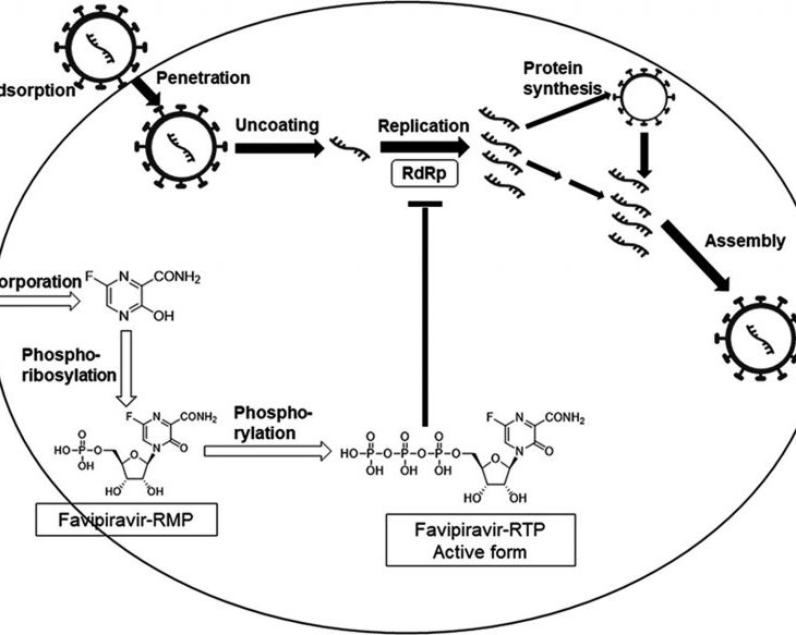 Что мы знаем о первом российском препарате от коронавируса