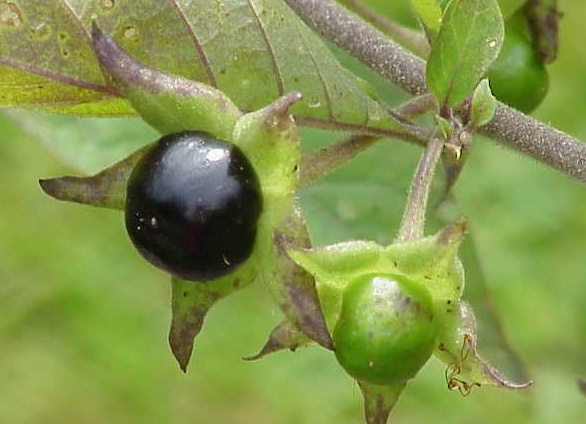 Что будет, если съесть волчью ягоду