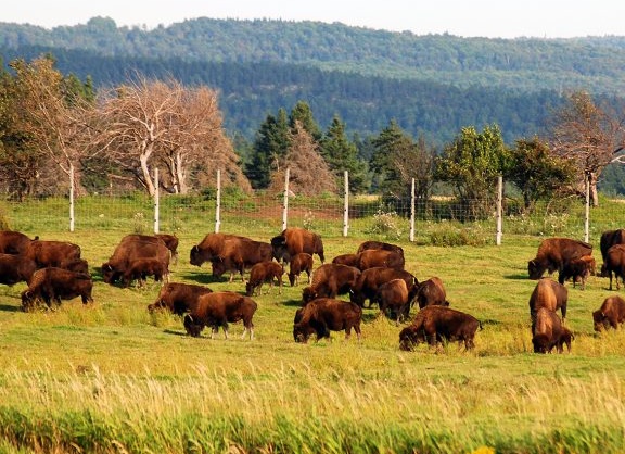 Ждёт ли человечество вымирание из-за грибка Candida auris, который распространяется в США