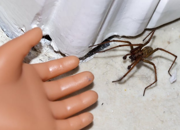 Датская диета 4 ладоней — самая простая система для похудения