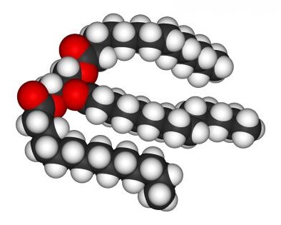 Жиры: какими бывают, зачем нужны и стоит ли их бояться
