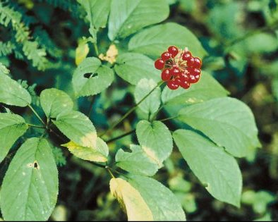 Стоит ли пробовать адаптогены