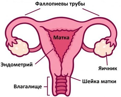 Что такое дисплазия шейки матки и можно ли от этого избавиться