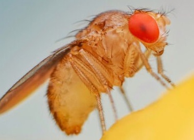 Как секс влияет на иммунитет