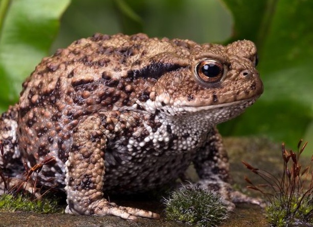 Что будет, если потрогать жабу