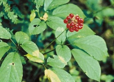 Стоит ли пробовать адаптогены