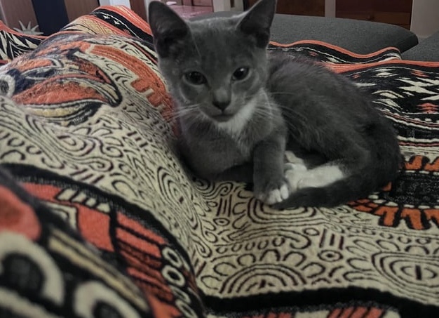 Исследование доказало: поглаживание собак положительно влияет на здоровье