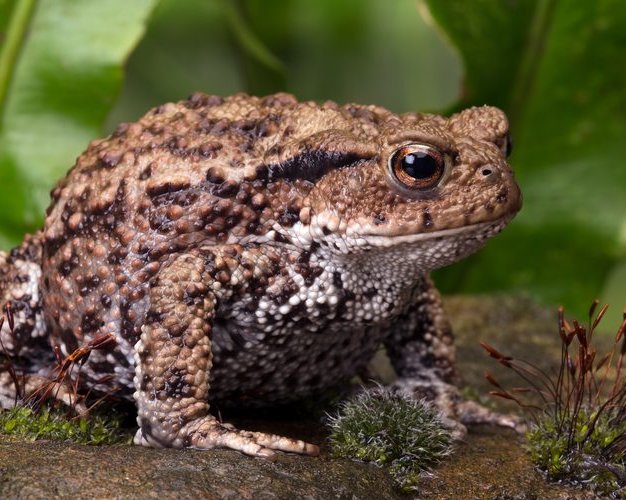 Что будет, если потрогать жабу