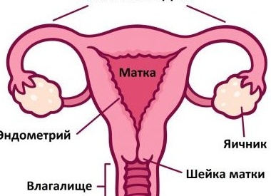 Что такое дисплазия шейки матки и можно ли от этого избавиться