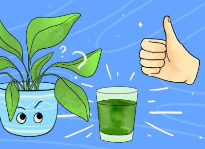 Правда ли жидкий хлорофилл очистит кожу, улучшит запах тела и защитит от рака