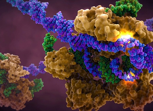 Учёные выявили чудо‑фермент, который продлевает молодость