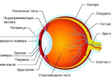 Что такое внутриглазное давление и каким оно должно быть